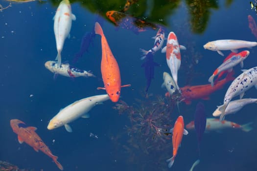 Colorful carp of koi floating in a pond. A flock of fish in the water. flat lay. top view. High quality photo