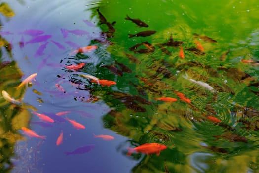 Colorful carp of koi floating in a pond. A flock of fish in the water. flat lay. top view. High quality photo