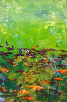 Colorful carp of koi floating in a pond. A flock of fish in the water. flat lay. top view. High quality photo