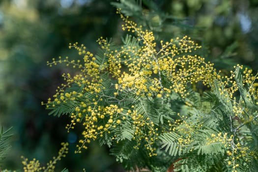 Close-up of a Mimosa tree branch laden with abundant, bright yellow, fluffy flowers. Delicate, fern-like foliage surrounds the blossoms.