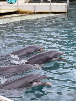 Four dolphins with open mouths swim closely together near a dock in a marine facility, appearing alert and playful during training.