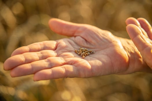 Close up of senior farmers hands holding and examining grains of wheat of wheat against a background of ears in the sunset light