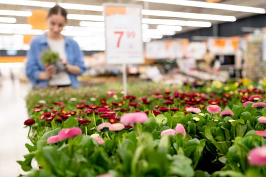 Girl Choosing Potted Flowers In Supermarket