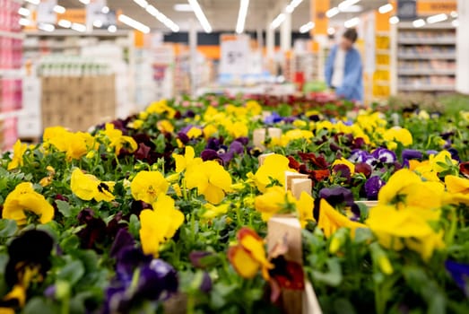 Eyes Of Argutina Flowers And Potted Flowers For Sale In Supermarket