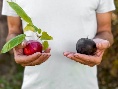 Caucasian male holding red and black apples in hands outdoors.