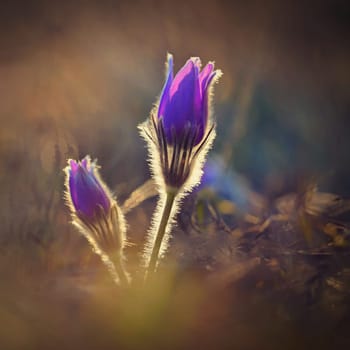 Spring background with flower. Beautiful nature at sunset in spring time. Pasque flower (Pulsatilla grandis)