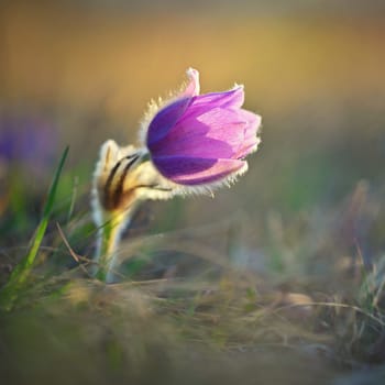 Spring background with flower. Beautiful nature at sunset in spring time. Pasque flower (Pulsatilla grandis)
