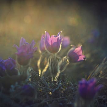 Spring and springtime flower in the rain.  Blooming beautiful flowers on a meadow in nature. Pasque flower and sun with a natural colored background. (Pulsatilla grandis)