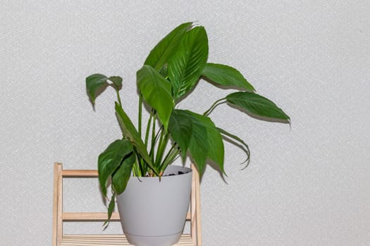 Indoor house plant on the decorative shelf