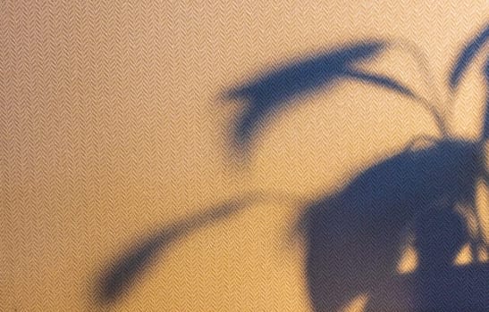 Indoor house plant casting shadow to the wall behind