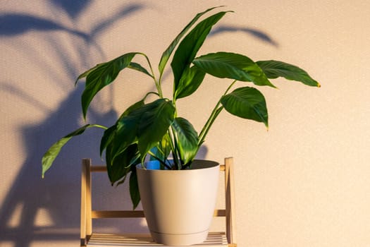 Indoor house plant on the decorative shelf casting shadow on the wall behind