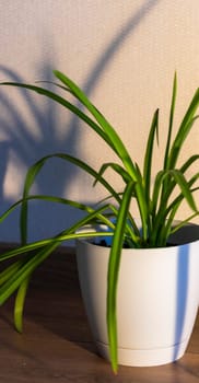 Indoor house plant casting shadow to the wall behind