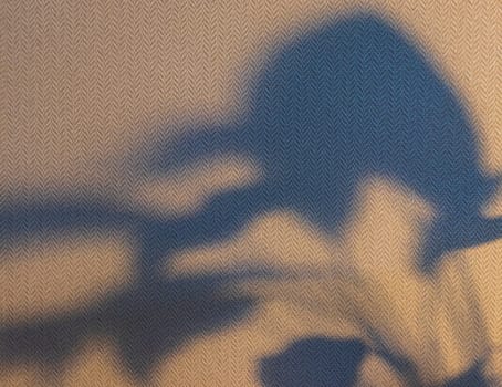 Indoor house plant casting shadow to the wall behind