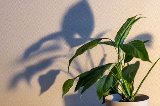 Indoor house plant casting shadow to the wall behind
