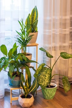Various indoor plants on the decorative shelf