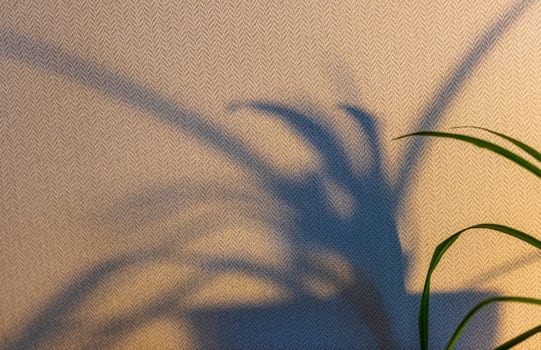 Indoor house plant casting shadow to the wall behind