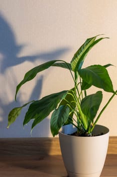 Indoor house plant casting shadow to the wall behind