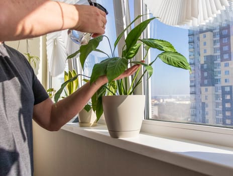 Man spraying indoor plants on the windowsill