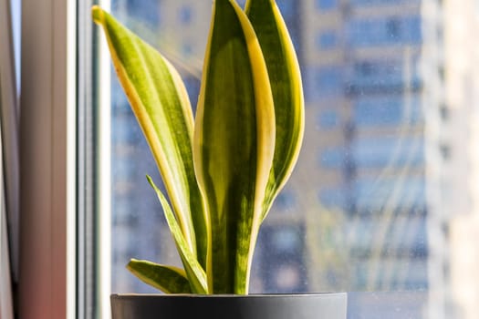 Shot of the indoor plant on the windowsill