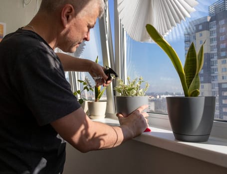 Man spraying indoor plants on the windowsill
