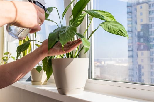 Man spraying indoor plants on the windowsill