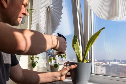 Man spraying indoor plants on the windowsill