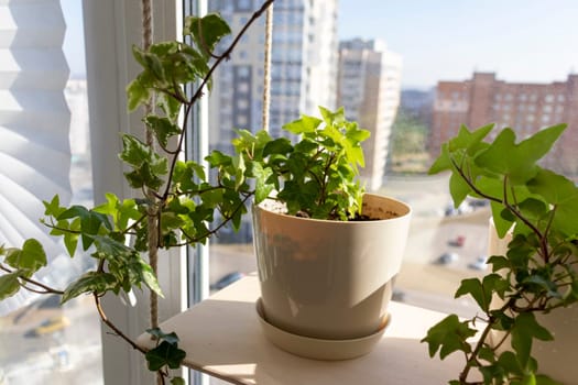 Various indoor plants on the windowsill in the apartment