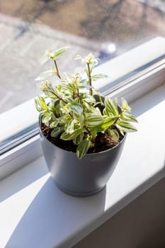 Various indoor plants on the windowsill in the apartment