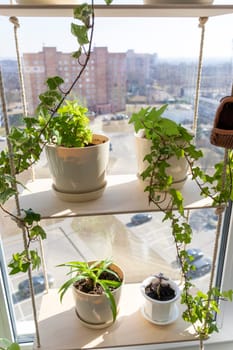 Various indoor plants on the windowsill in the apartment