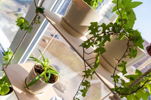 Various indoor plants on the windowsill in the apartment
