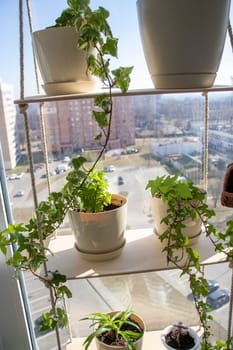 Various indoor plants on the windowsill in the apartment