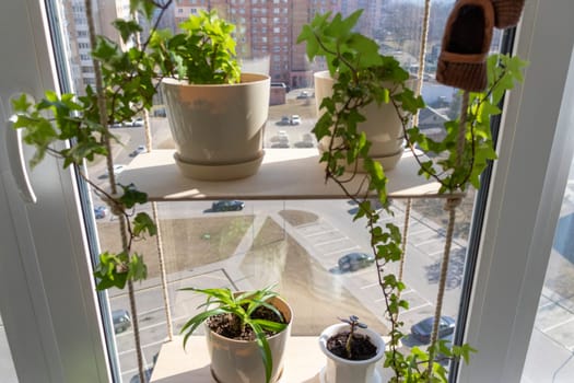 Various indoor plants on the windowsill in the apartment