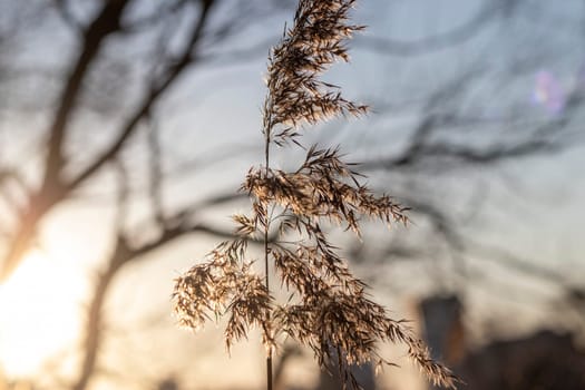 Close ups shot of the dried reed