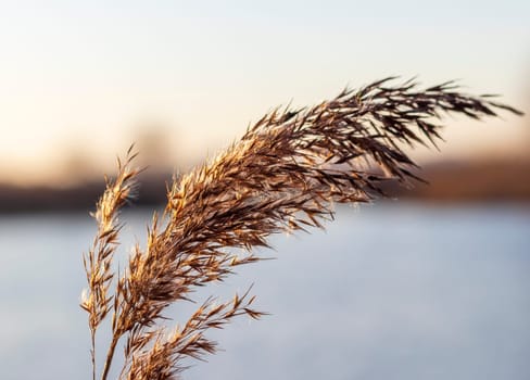 Close ups shot of the dried reed