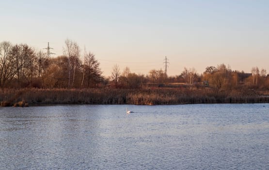 Lonely swan swims on the lake