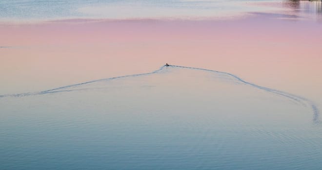 Lonely duck swims on the like by sunset hour