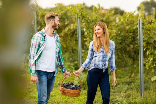 View at farmers harvesting grapes in a vineyard