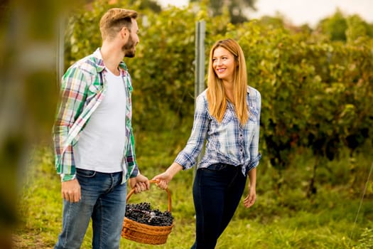View at farmers harvesting grapes in a vineyard