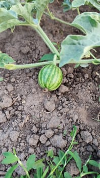 A young watermelon can be seen developing on a vine in a garden. The soil is dark and crumbly, with green leaves around the fruit, indicating summer growth conditions.