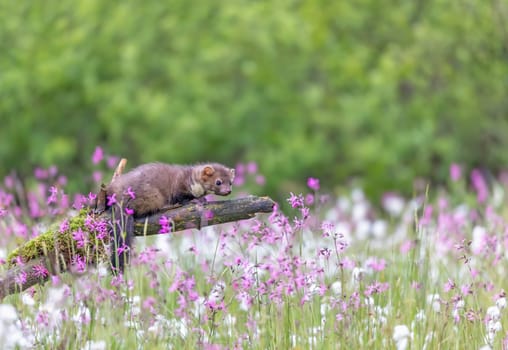 Side view of cute young marten sitting on a dry tree branch in the middle of a blooming meadow. Horizontally. 