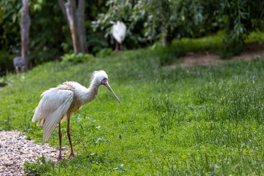 Side view of the African spoonbill bird standing on the grass.  Horizontally. 