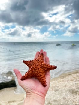Close-up of a hand holding a red starfish by the shore, with ocean waves and dramatic clouds over a tropical beach in the background.