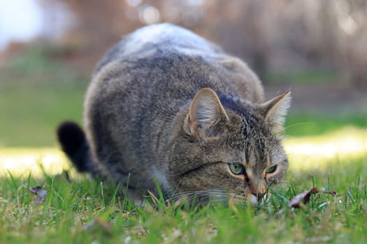 A small fat cat sits lurking in front of a leaf with a funny look on its face