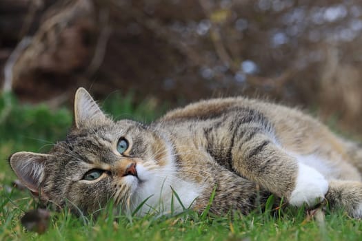 A small, fat, cute cat lies relaxed in the grass