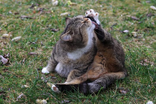 Funny photo of a fat cat licking her foot with relish