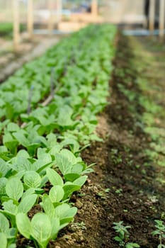 Organic vegetable seedlings flourishing in a greenhouse. Sustainable agriculture concept.