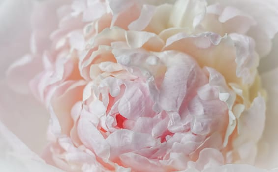 White pink peony petals. Soft focus. Abstract floral background for holiday design. High quality photo