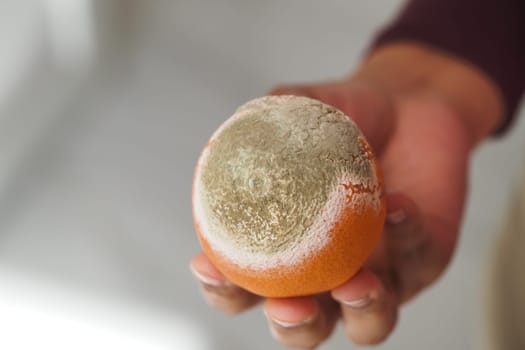 A person holds a moldy orange indoors in bright light, showcasing decay.