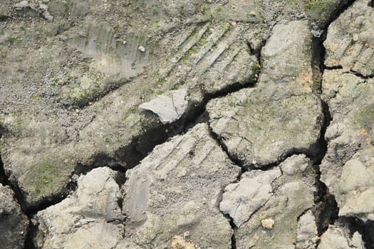Cracked soil shows tire tracks indicating vehicle passage in nature.
