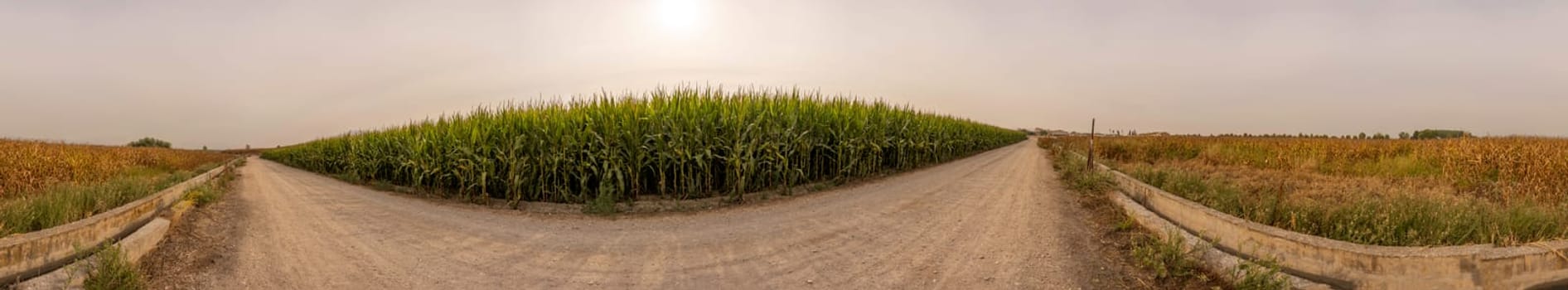 A breathtaking and stunning panorama reveals two winding gravel paths elegantly dividing vibrant green cornfields, all set beneath a soft and hazy sky that adds to the tranquil beauty of the scene